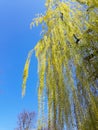 Weeping Willow tree Royalty Free Stock Photo