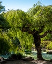 Weeping Willow Tree with branches overhanging a pond in the garden of York House, Twickenham, west London UK. Royalty Free Stock Photo