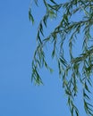 Weeping Willow tree branches Royalty Free Stock Photo