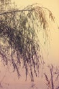 Weeping willow tree branches Royalty Free Stock Photo