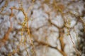 Weeping willow tree branches with young green leaves in the spring garden, selective focus Royalty Free Stock Photo