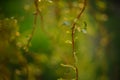 Weeping willow tree branches with young green leaves in the spring garden Royalty Free Stock Photo