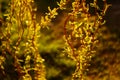 Weeping willow tree branches with young small green leaves closeup Royalty Free Stock Photo