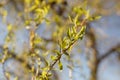 Weeping willow tree branches with young small green leaves in the spring garden, selective focus, closeup Royalty Free Stock Photo
