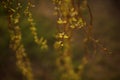 Weeping willow tree branches with young small green leaves in the spring garden Royalty Free Stock Photo