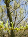 Weeping willow tree buds Royalty Free Stock Photo