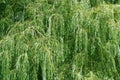 Weeping willow tree Royalty Free Stock Photo