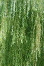 Weeping willow tree Royalty Free Stock Photo
