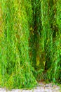 Weeping willow tree close-up shot in the park Royalty Free Stock Photo