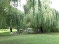 Weeping willow tree in Danube Delta, Murighiol, Romania Royalty Free Stock Photo