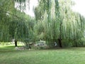 Weeping willow tree in Danube Delta, Murighiol, Romania