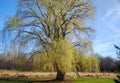 Weeping Willow Tree in Early Spring Royalty Free Stock Photo