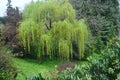 Weeping Willow Tree Royalty Free Stock Photo