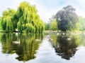Weeping Willow tree growing on the lake side Royalty Free Stock Photo