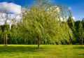 Weeping willow tree in the home garden Royalty Free Stock Photo