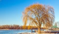 weeping willow tree at Hudson River park in winter Royalty Free Stock Photo