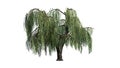 Weeping willow tree - isolated on white background Royalty Free Stock Photo
