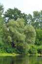 Weeping willow tree and lake Royalty Free Stock Photo