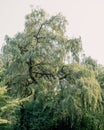 Tall Weeping Willow Tree