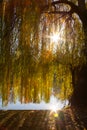 A weeping willow tree near a lake and its branches filtering nice worm sun rays. Sun reflected in the water Royalty Free Stock Photo