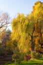 A weeping willow tree near a lake and its branches touched by ni Royalty Free Stock Photo