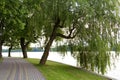 Weeping willow tree next to the lake, Royalty Free Stock Photo