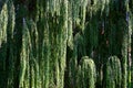 A Weeping Willow tree. An ornamental tree for gardens and parks. Royalty Free Stock Photo