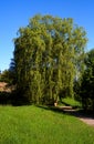 A Weeping Willow tree. An ornamental tree for gardens and parks. Royalty Free Stock Photo