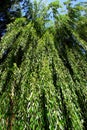 A Weeping Willow tree. An ornamental tree for gardens and parks. Royalty Free Stock Photo