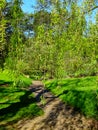 A Weeping Willow tree. An ornamental tree for gardens and parks. Royalty Free Stock Photo