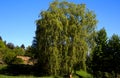 A Weeping Willow tree. An ornamental tree for gardens and parks. Royalty Free Stock Photo