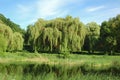 Weeping willow tree over lake Royalty Free Stock Photo