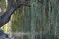 Weeping willow tree over a lake Royalty Free Stock Photo