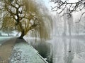 Weeping willow tree over a lake Royalty Free Stock Photo