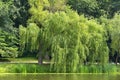 Weeping willow over lake Royalty Free Stock Photo