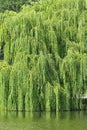 Weeping willow over lake Royalty Free Stock Photo