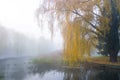 Weeping willow tree over the pond in autumn park. Misty foggy autumn day Royalty Free Stock Photo