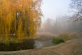 Weeping Willow Tree Over The Pond In Autumn Park. Misty Foggy Autumn Day