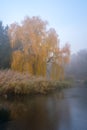Weeping willow tree over the pond in autumn park. Misty foggy autumn day Royalty Free Stock Photo