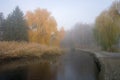 Weeping willow tree over the pond in autumn park. Misty foggy autumn day Royalty Free Stock Photo