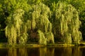 Weeping Willow Tree Royalty Free Stock Photo