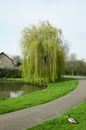 Weeping willow tree in a park Royalty Free Stock Photo