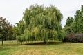 Weeping willow tree on Park in Kikinda, Serbia Royalty Free Stock Photo