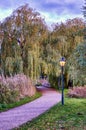 Weeping willow tree on a path with a wooden bridge in the evening Royalty Free Stock Photo