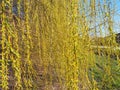 Weeping willow tree in the public park. Cascading long branches of a willow with yellow - green flowers. Blooming willow in the Royalty Free Stock Photo