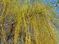 Weeping willow tree in the public park. Cascading long branches of a willow with yellow - green flowers. Blooming willow in the Royalty Free Stock Photo