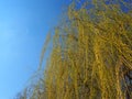 Weeping willow tree in the public park. Cascading long branches of a willow with yellow - green flowers. Blooming willow in the Royalty Free Stock Photo