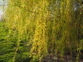 Weeping willow tree in the public park. Cascading long branches of a willow with yellow - green flowers. Blooming willow in the Royalty Free Stock Photo