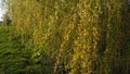 Weeping willow tree in the public park. Cascading long branches of a willow with yellow - green flowers. Blooming willow in the Royalty Free Stock Photo