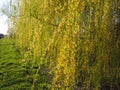 Weeping willow tree in the public park. Cascading long branches of a willow with yellow - green flowers. Blooming willow in the Royalty Free Stock Photo